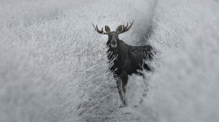Łoś