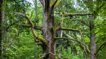 Puszcza Białowieska